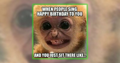 23 Madcap Monkey Memes to Ape Around This Weekend