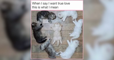 25 Sweet Feline Funnies to Soften the Edges of Your Day