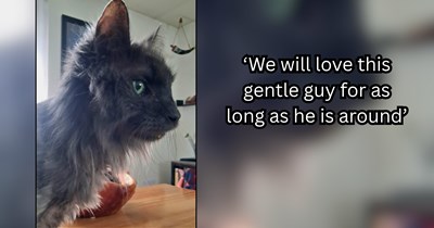 After overnight hospital scare, 17-year-old cat comes home happy and hungry for snacks, owner takes the opportunity to appreciate their life together