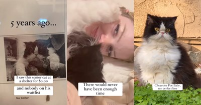 'I won the lottery': Sweet senior shelter cat gets passed over again and again; woman adopts him for free, then discovers she brought home the real prize