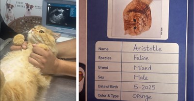 'I guess I gotta go change his legal docs now': Cat pawrent brings their male orange cat to the vet, then finds out that their "boy" cat is actually pregnant