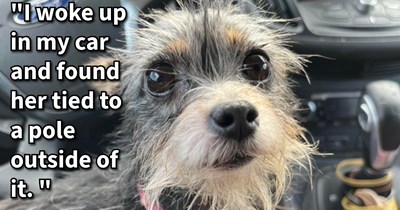 Shaking neglected dog found tied to pole finally gets loving life she deserves when car camper wakes up to dog on doorstep, says: ‘When I set her on my blanket in the back seat she jumps back up front in my lap. I’m just going to let her chill on me.’