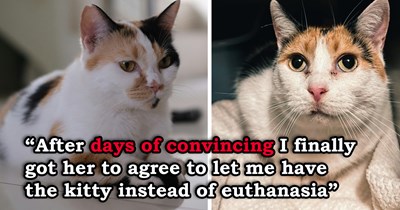 Vet clinic worker begs owner who wants to euthanize her cat for no reason to let her adopt her instead, only to discover her bonded sister is still with the same owner; months of convincing finally reunite the heartbroken sisters