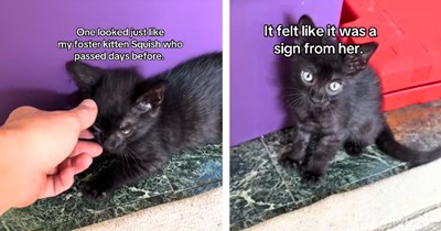 After a foster kitten's sudden passing leaves her grieving, a woman spots a "free kittens" sign at an elderly woman's house and finds one who looks just like the kitten she couldn't save: 'It felt like it was a sign from her.'