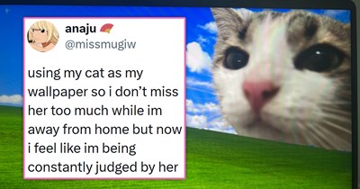 A Monday Meowrning Recap of Funny Feline Tweets From This Week (August 31, 2026)