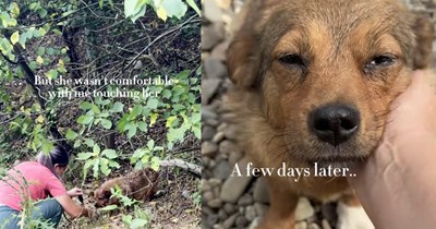 Senior pup spotted dumped by roadside saved after tense cooked chicken negotiation to convince dog not to run into road, rescuer says: ‘This chubby little old lady has gone from running away in fear to melting into every bit of kindness she can get.’