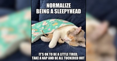 22 Eepy Cats Just Tryin' to Get Some Shut Eye
