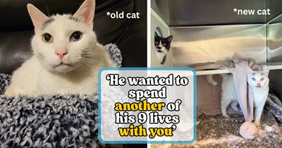 Grieving pawrent loses their soul cat with unique “eyebrows," feels all is lost, then finds his exact shelter twin where their story began 8 years ago: 'Even the black spots are the same'