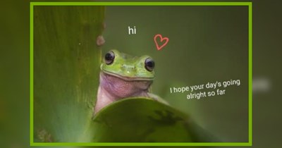 23 Fairytale Frogs Wishing You a Whimsical Week Full of Magic 