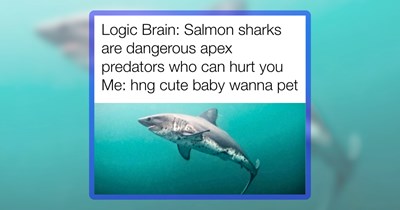 Fintastic Fun Featuring 22 Shark Memes to Swim Through the Week