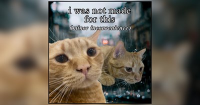 Dramatic Felines Proving No Problem Is Too Small For A Very Big Reaction