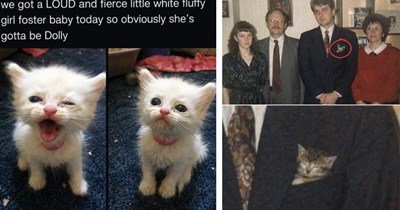 24 Precious Cat Memes to Plant a Fruitful Farm of Feline Feel-Goods in Your Wholesome Heart