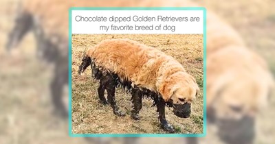 29 Wholesome Woofers for Dog Lovers on a Fun Fursday