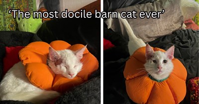 Born in a farm's barn, sick feral cat adopted by neighbors gets the proper care he deserves, giving him a second chance at love and a furrever home