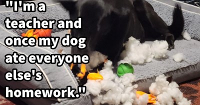 20 Real Life ‘My Dog Ate My Homework’ Excuses that Actually Turned Out to be True, as Told by Teachers and Students