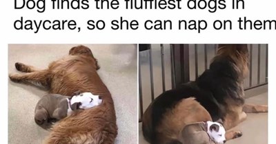 24 Heart Filling Dog Memes to Top Off Your Emotional Cup Until it Runeth Over