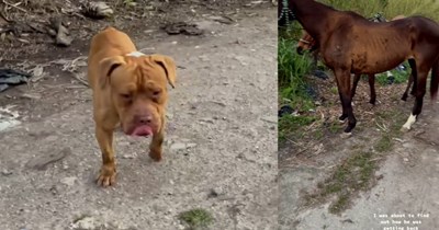 Abandoned dog found in rural Miami by rancher who took pity on poor pup and with some careful coaxing managed to carry the pup away to its new furever home with her atop her horse, new dog mom says: ‘Welcome to your new life Colt, dumped dog no more.’