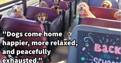 Peek inside this cute Canadian pupper school complete with doggy school bus, teaching dogs how to make friends and live their best lives