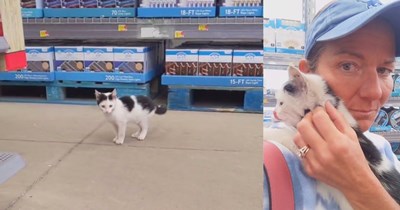 Walmart cat finally given home with cat lover after breaking into store through garden center several times, finally he’ll have a purrivate patio set all to himself: ‘A worker told me this kitten was dumped in the Walmart parking lot.’