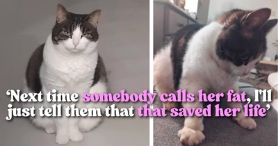 6-year-old cat Elsa vanishes during apartment move and survives 3 weeks without food, then returns home saffely as vet confirms: 'She is still overweight'