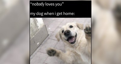 A Garden of Pupper Memes Blooming With Good Vibes