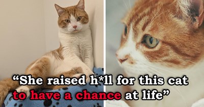 Shelter employee refuses to let healthy cat be euthanized for needing more than a day to acclimate to a new home, fights relentlessly to save him, and a stranger who is moved by the cat's story online steps up and adopts him