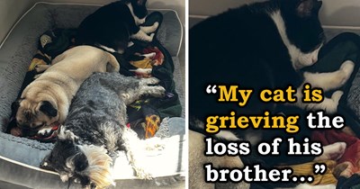 'They all know there is an absence and have stepped up to comfort him': After losing his senior cat brother, grieving cat turns to the family dogs he's always kept his distance from for comfort, and they welcome him with open paws 