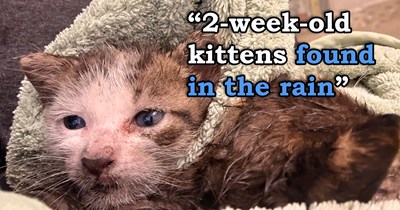Woman is handed 2 soaking wet kittens found in the rain by a neighbor, and despite it being the hardest month of her life, she knows that it was faith that brought them together and takes the kittens home