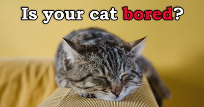 5 Ways to Tell If Your Cat Is Bored and Solutions to Purrk Them Up
