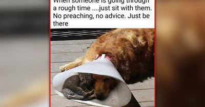 27 Heartwarming Cat Memes to Welcome Fall With a Warm Cup of Cozy