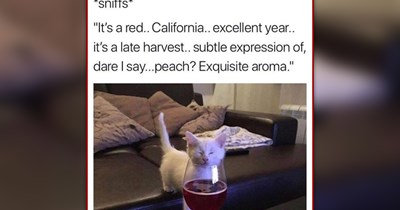 26 Happy Feline Memes to Give Your Friday a Fluffy Boost of Purrfect Smiles