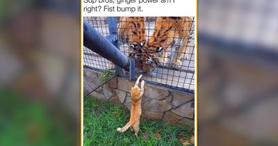25 Heartwarming Cat Memes to Pair Purrfectly With Your Morning Coffee