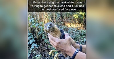 23 Wholesome Farm Animal Memes to End This Summer With a Little Hee-Haw