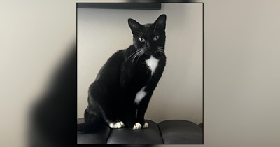 Owner worries for his tuxedo cat after moving from farm to 2 bedroom apartment, he gets unanimous encouragement to adopt another cat: 'Would my 12-year-old kitty do well with a friend?'