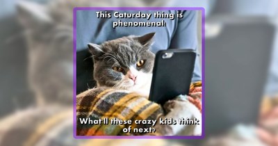 Caturday Lolcat Cuteness Created by the 'I Can Has Cheezburger' Community With Love and LOLs
