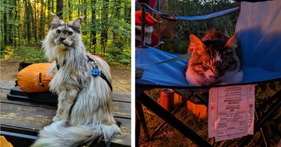 22 Cute Camping Cats for Wild Souls Chasing S'mores, Stars, and that Carefree Summer Feeling 
