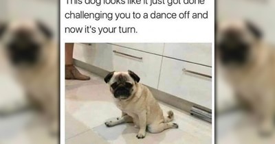Rise and Shine with 27 Furresh Dog Memes