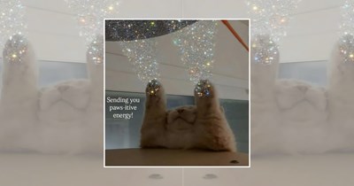 ‘You’ve got to be kitten me…': 22 Pawsitive Cat Memes for a Happier Tuesday 