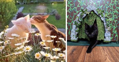 Cottagecore Cats Living Our Dream Life Of Cozy Cottages, Catnaps And Wildflowers