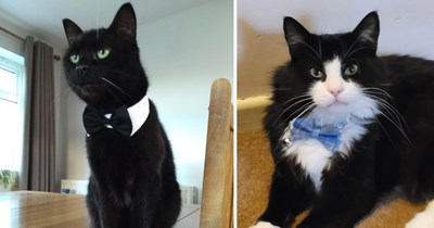 Dapper Cats In Bow Ties Looking Ready To Wine And Dine Their Way Into Our Hearts