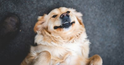 The most wholesome service dog training rejects who found their own way: ‘My buddy's lab washed out for stopping mid-walk to chase butterflies'