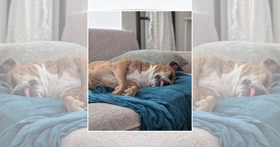 22 Sleeping Doggos Snoring Their Way Through Another Very Ruff Day