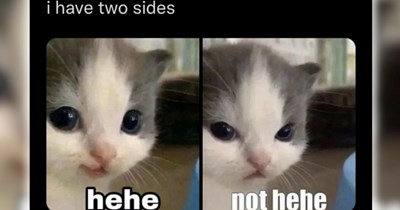 26 Cute Cat Memes To Add Sweetness to Your Meowrning Cup of Coffee (September 1, 2026)