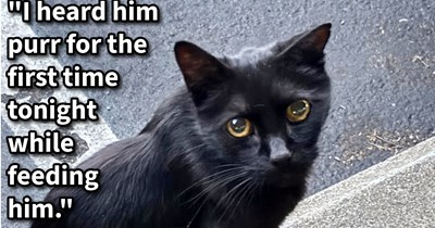 Sick abandoned cat trapped by cat lovers who nursed skinny feline back to health after registered owners don’t respond to calls and gave it loving furever home with them: ‘No word from his past owner yet, so I think I most likely have a new cat!’’ 