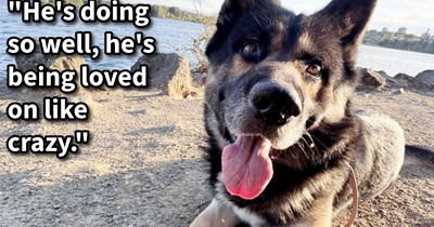 ‘He put the dog leash in his lap and walked away.’: Dog casually abandoned by pawrent in cafe lucks out with loving foster pawrents and a potential furever home as the search for his negligent pawrent continues 