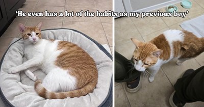 After losing his beloved cat a year ago, man finds a stray orange kitty who feels like one final gift from his old boy