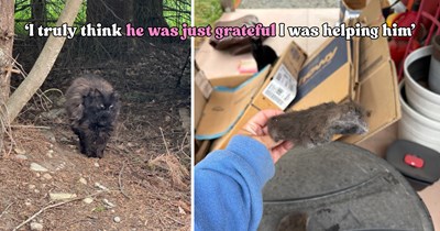 Untouchable feral cat desperately needs a haircut, but his caretaker’s unusual approach leads to an even bigger win
