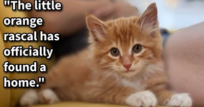 Kitten in peril pulled out of a car gets furever home with the mechanic who saved him, gaining a loving fur family complete with 2 feline siblings and the wholesome name Hamish: ‘This little guy has stolen my heart!’