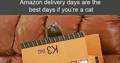27 Wholesome Cat Memes to Replace Your Midweek Meowsery with Feline Fueled Joy