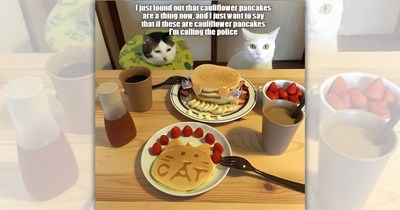 Your Weekly Binge of the Best ‘LOLcat’ Cuteness From Cat Meme Lovers Around the World